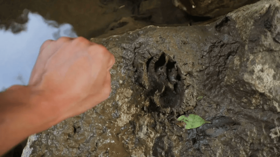 波兰超级联赛
_广西一村疑现大型野生动物：脚印如拳大波兰超级联赛
，目击者称其黄黑相间，当地已装监测设备