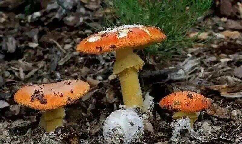 皇冠信用盘登2代理_网红发文悼念婆婆：吃了邻居送的蘑菇中毒皇冠信用盘登2代理，抢救四天四夜死亡！这些蘑菇避毒原则可能是陷阱→