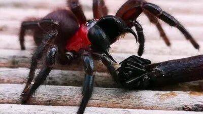 皇冠信用平台出租出售
_驻日美军基地毒蜘蛛“疑似外溢”