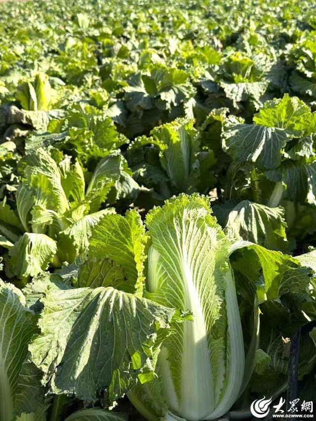 皇冠体育App下载_山东青岛：全国首批“板蓝根白菜”喜获丰收皇冠体育App下载，正式上市！首批10万棵已被上海采购商“包圆”