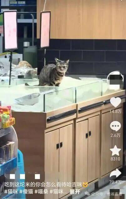 怎么申请皇冠信用网代理_猫在散装大米里排泄怎么申请皇冠信用网代理,又用大米掩盖,涉事超市:已消杀更换新米