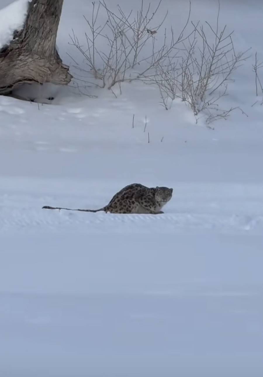 皇冠信用网代理出租_官方通报“可可托海雪豹伤人”:一游客返回宾馆途中被咬皇冠信用网代理出租,已送医,伤情平稳
