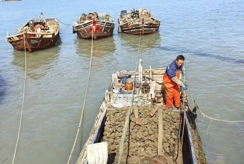 皇冠信用登2代理_批发价2元一斤皇冠信用登2代理,青岛这种海鲜卖爆了,1600万斤已上岸……